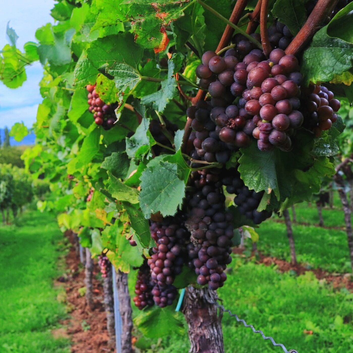 Quelles solutions pour la viticulture de demain ? episode artwork