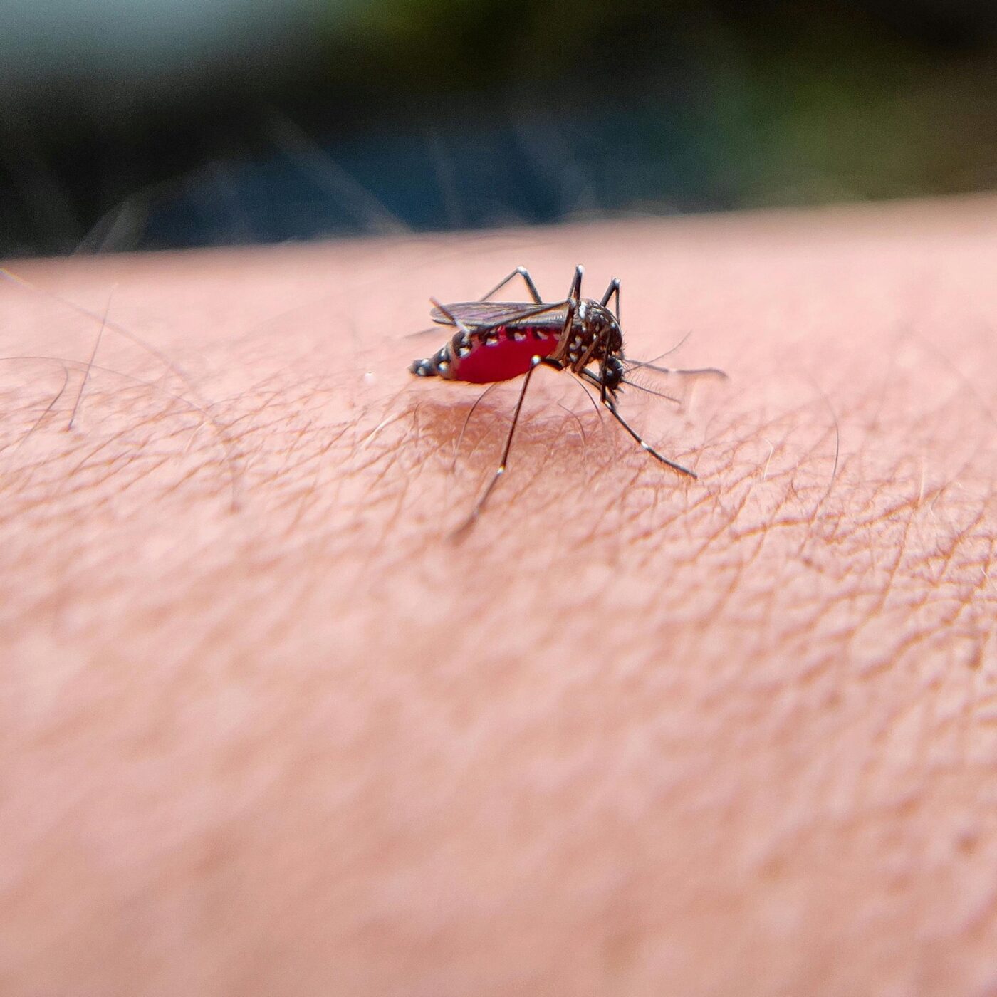 Comment soulager naturellement les piqûres d'insectes episode artwork