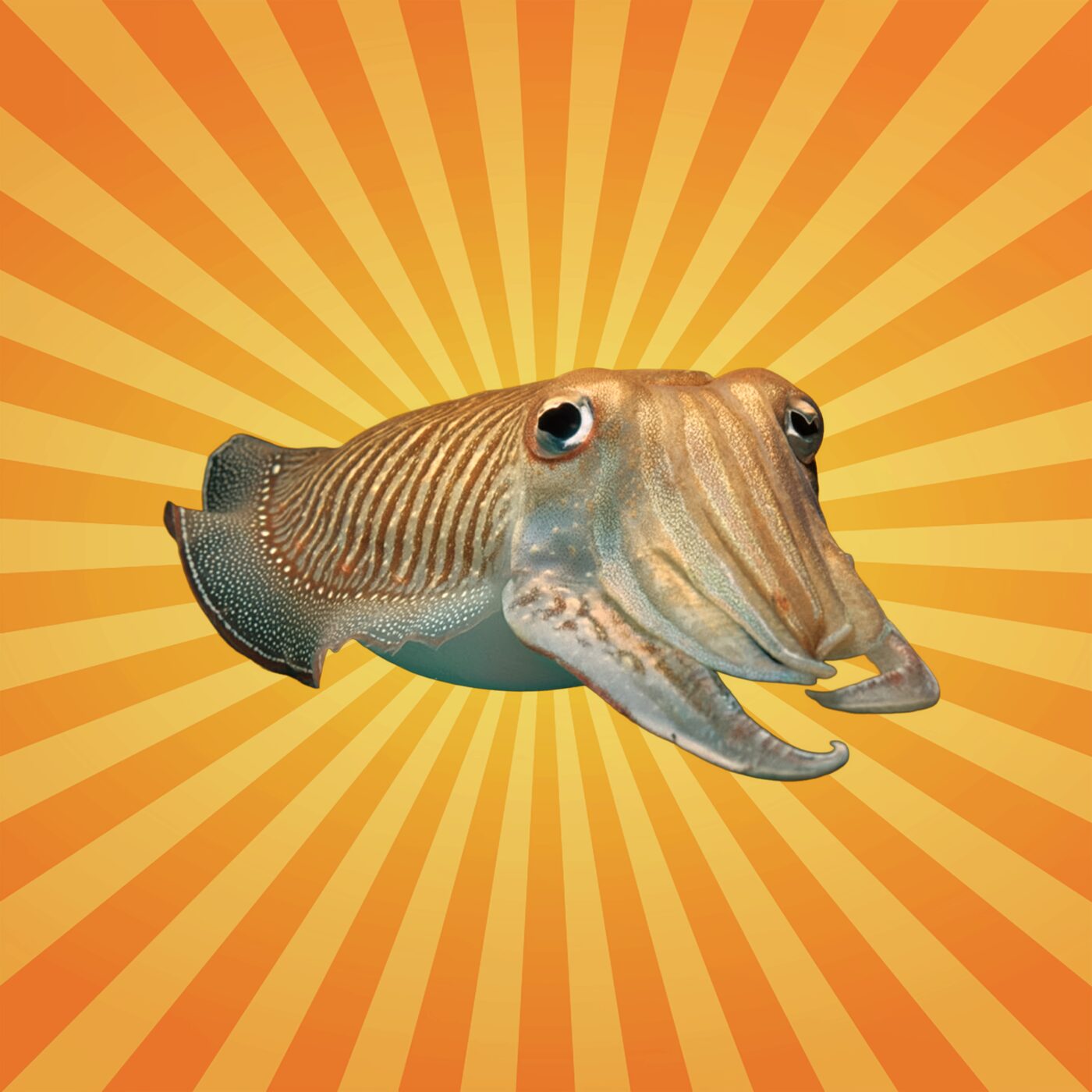 La seiche commune, véritable caméléon des mers !