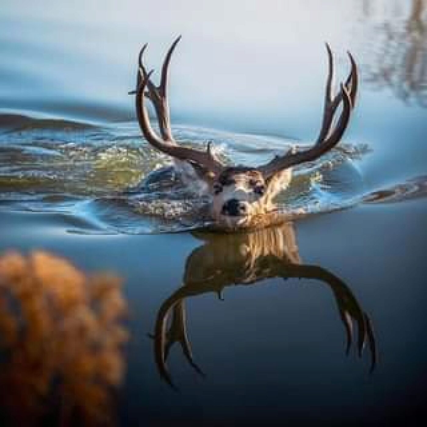 Le Téléphone du dimanche