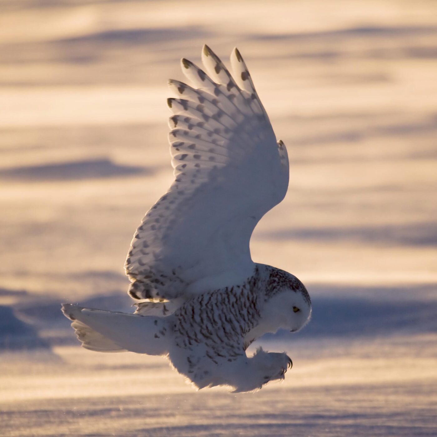Curieux de nature