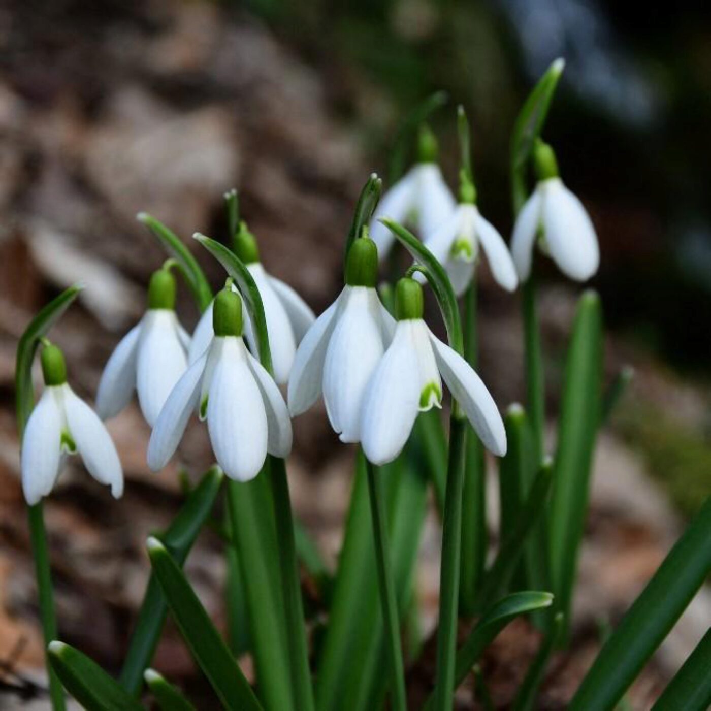 Des odeurs et le début de la photographie