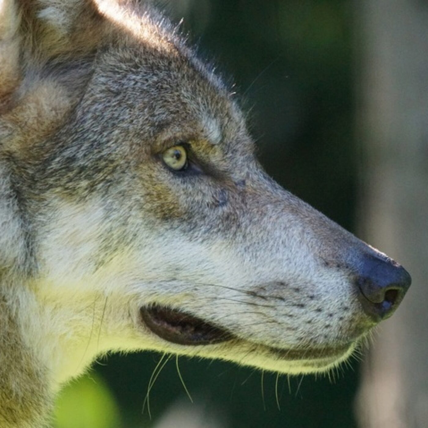 Les associations vent debout contre le déclassement du loup episode artwork