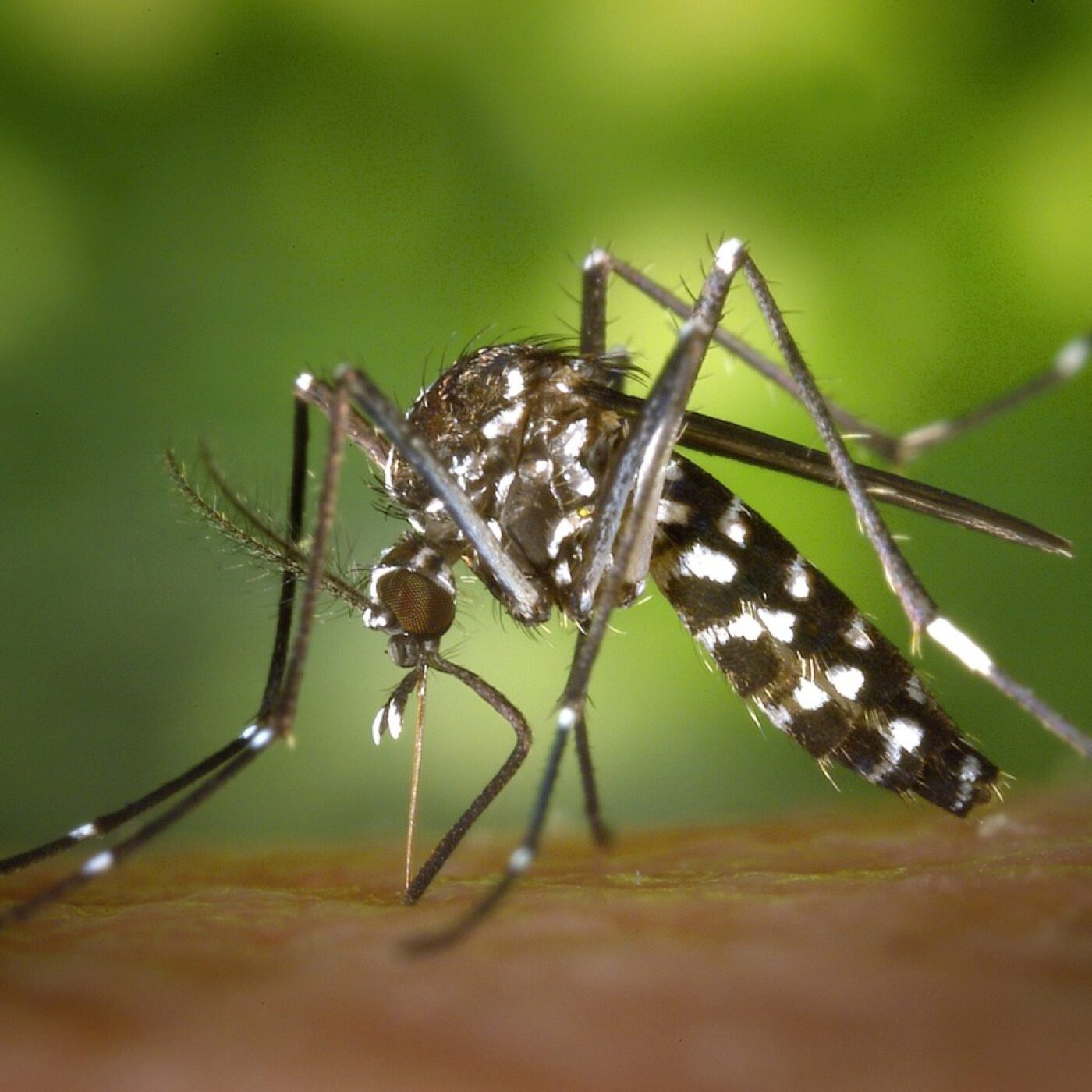 Moustique-tigre : recrudescence du nombre de cas de dengue en France episode artwork