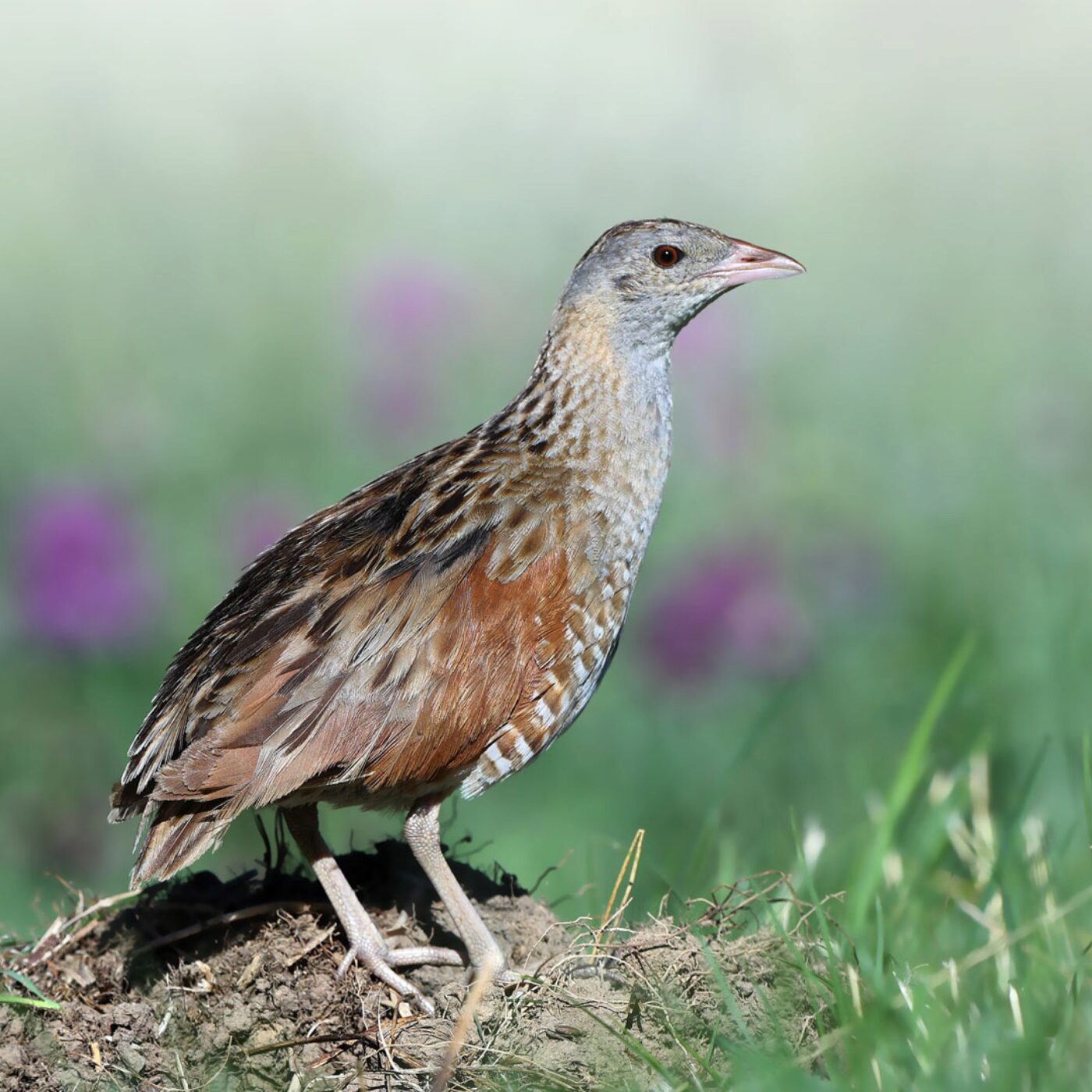 « Depuis 50 ans, le nombre d’oiseaux s’effondre, ça doit nous faire réfléchir » episode artwork