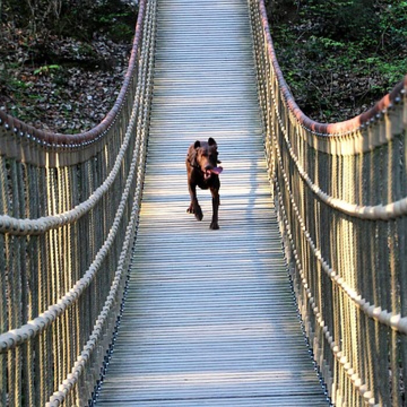 Le Téléphone du dimanche