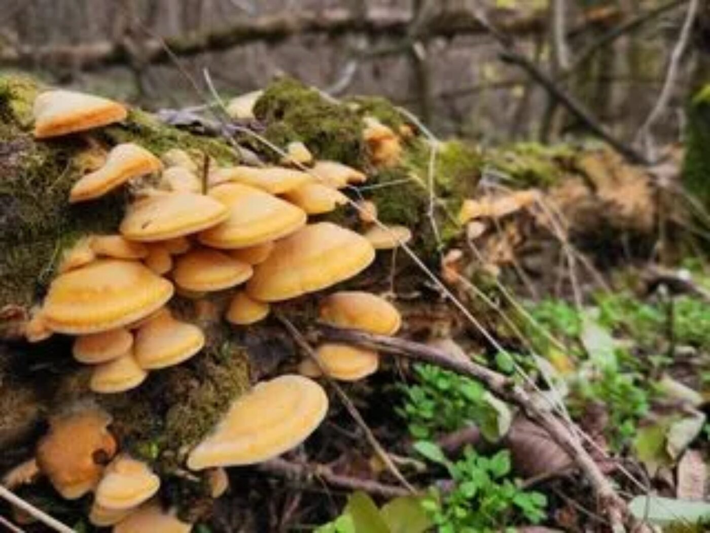 Biodiversité : des solutions concrètes pour mieux la préserver episode artwork