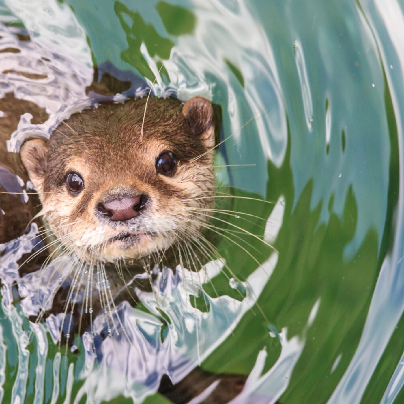 La loutre d'Europe reviendra t-elle dans le Grand Est ? episode artwork