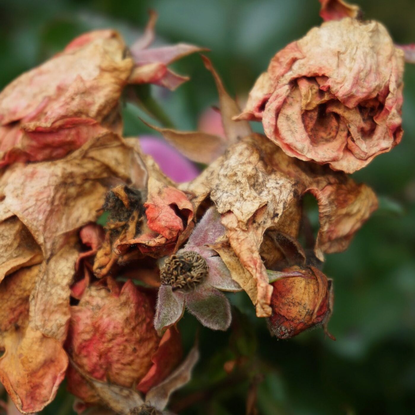 Jardiner avec les enfants, avec Terre Vivante
