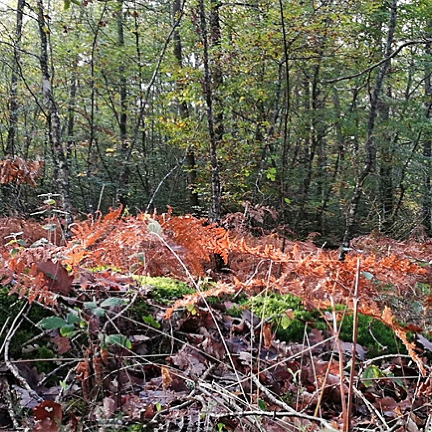 Couleurs Forez