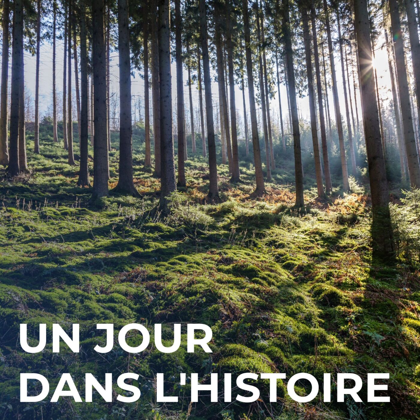 La forêt ardennaise et ses métiers