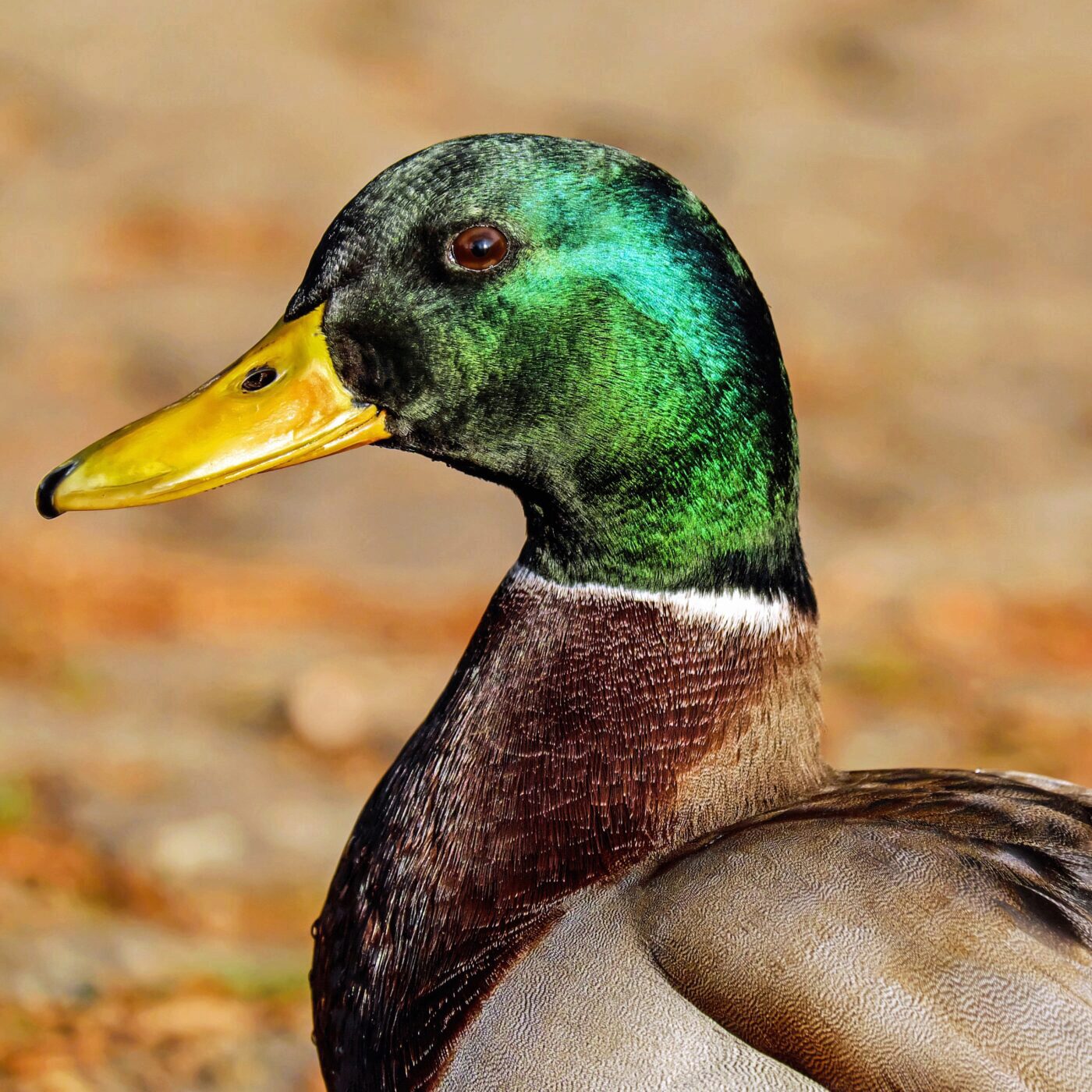 Vaccination des canards : l'avenir de la filière en jeu episode artwork