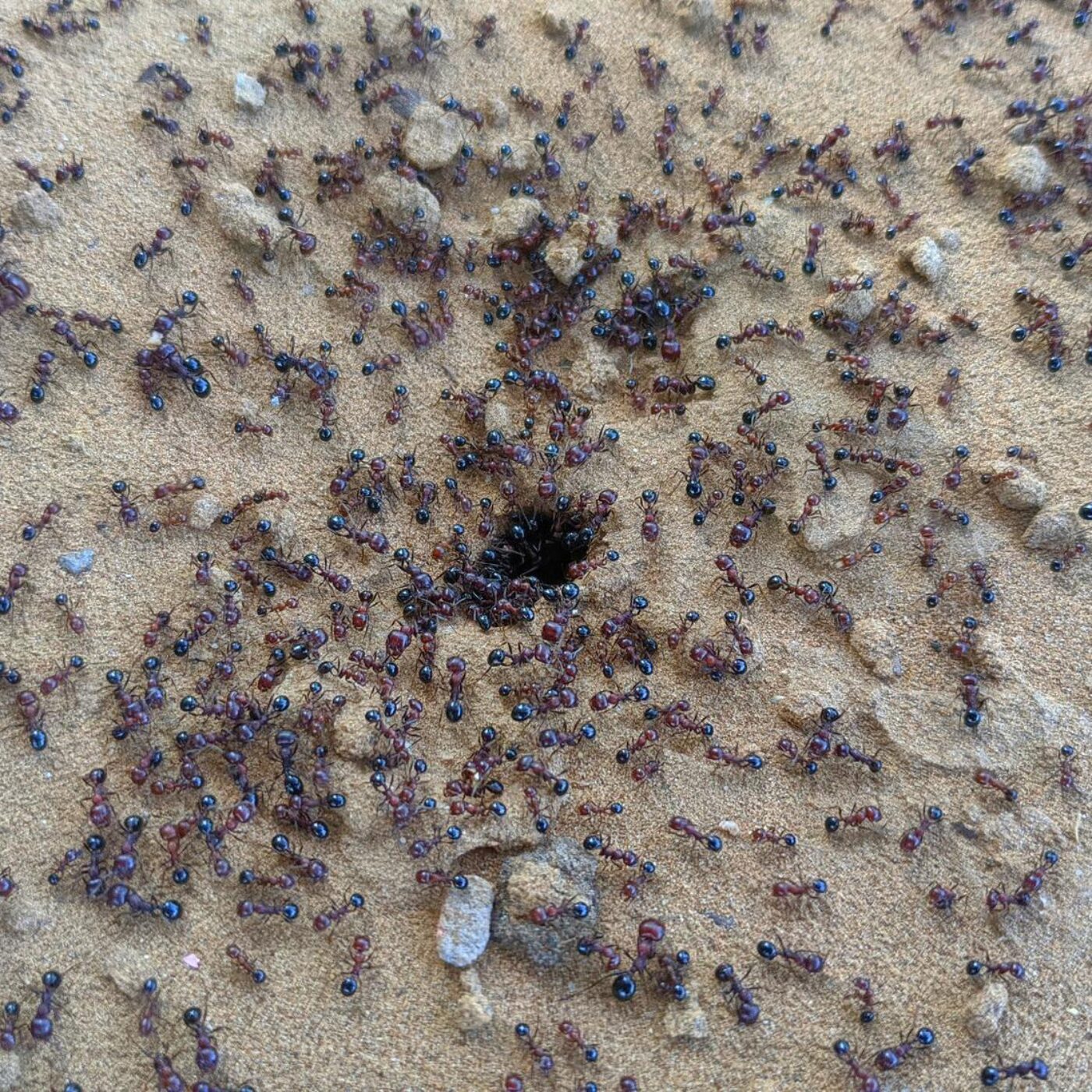 Fourmis légionnaires et Olivier Pagan