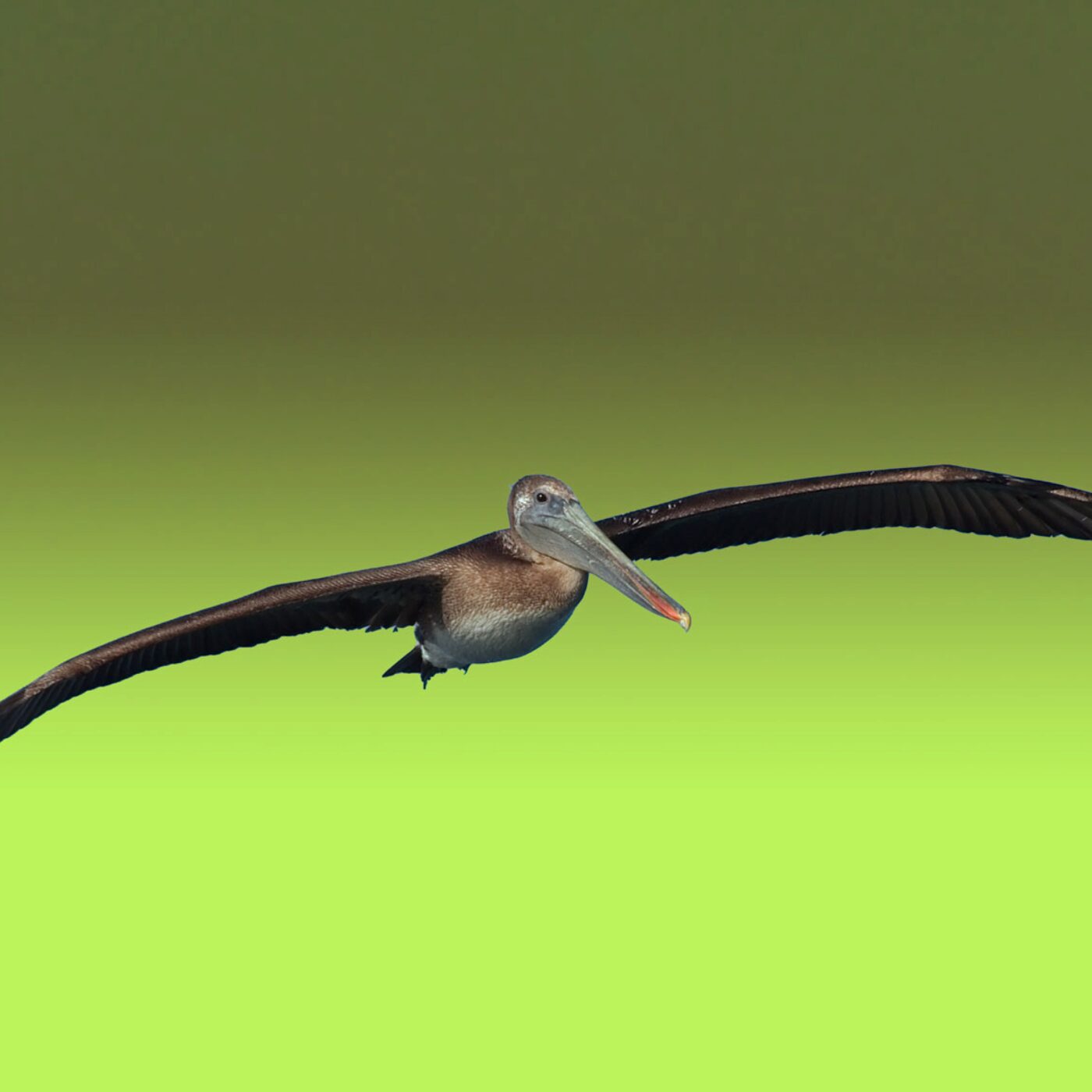 Le Téléphone du dimanche