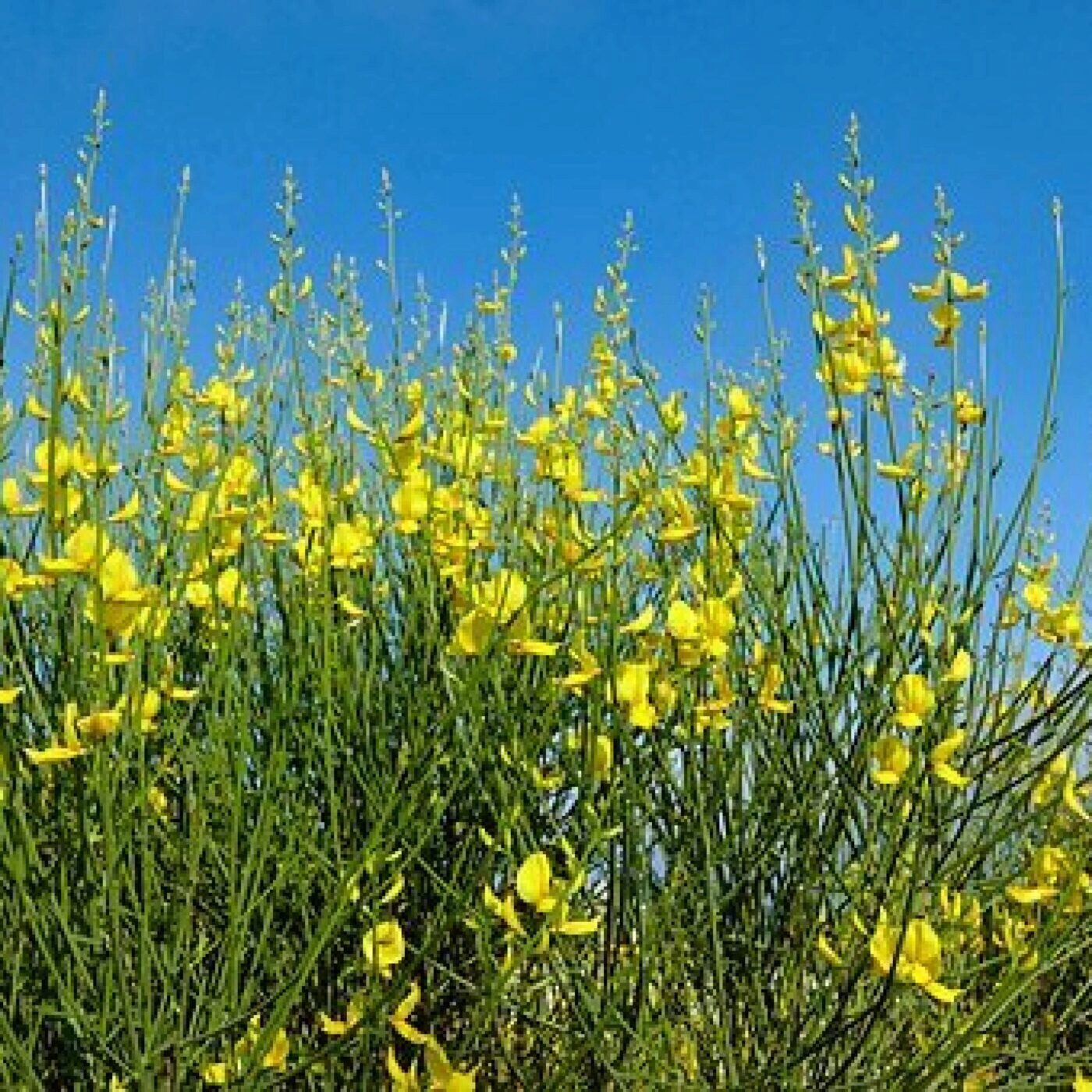 Cueillir, du potager à l\'assiette