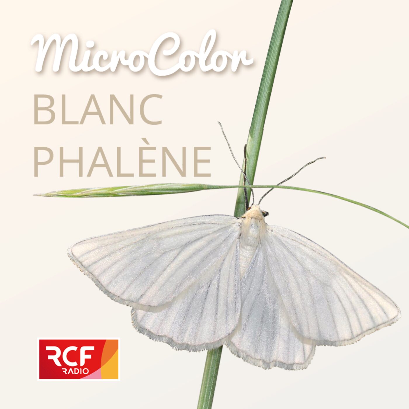 Blanc phalène episode artwork