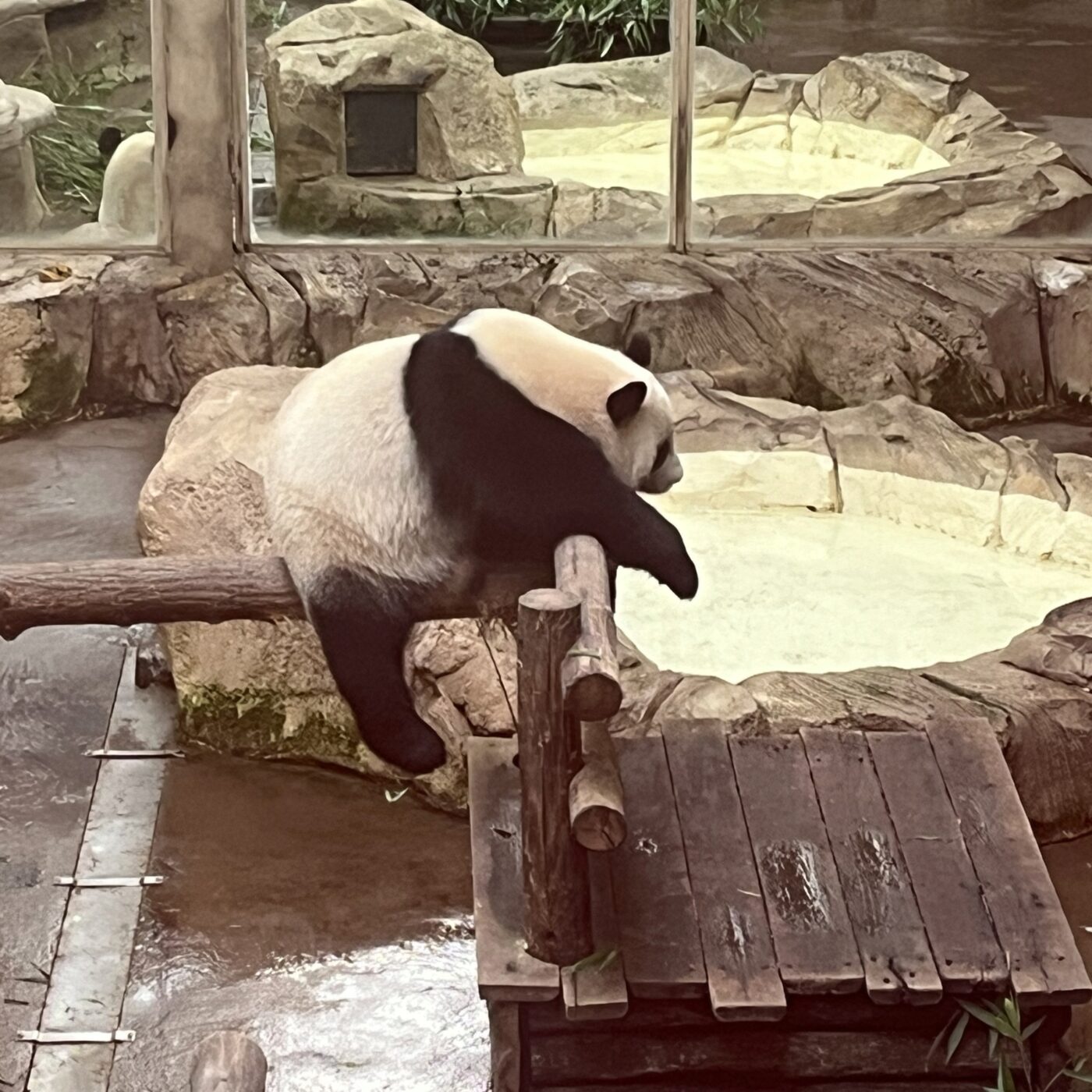 Zoo de Beauval : Plus qu'un mois pour voir les pandas Huan Huan et Yuan Zi episode artwork