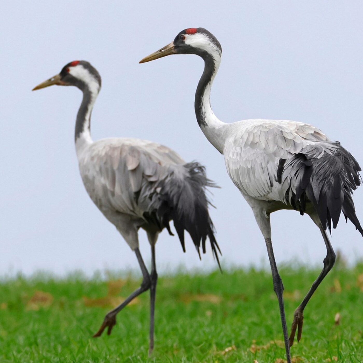 Le journal régional - RCF en Lorraine