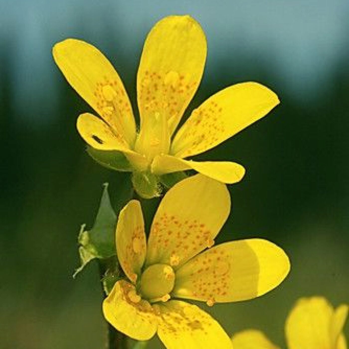 La réintroduction de la saxifrage oeil-de-bouc en Franche-Comté episode artwork
