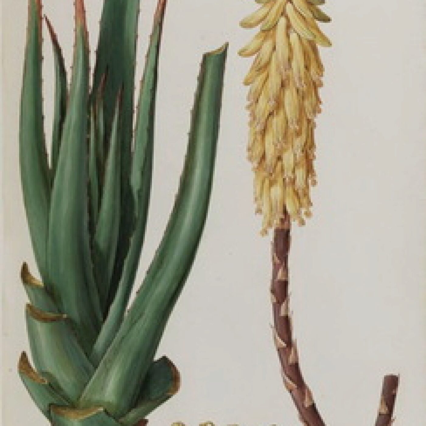 N° 185 Aloe vera