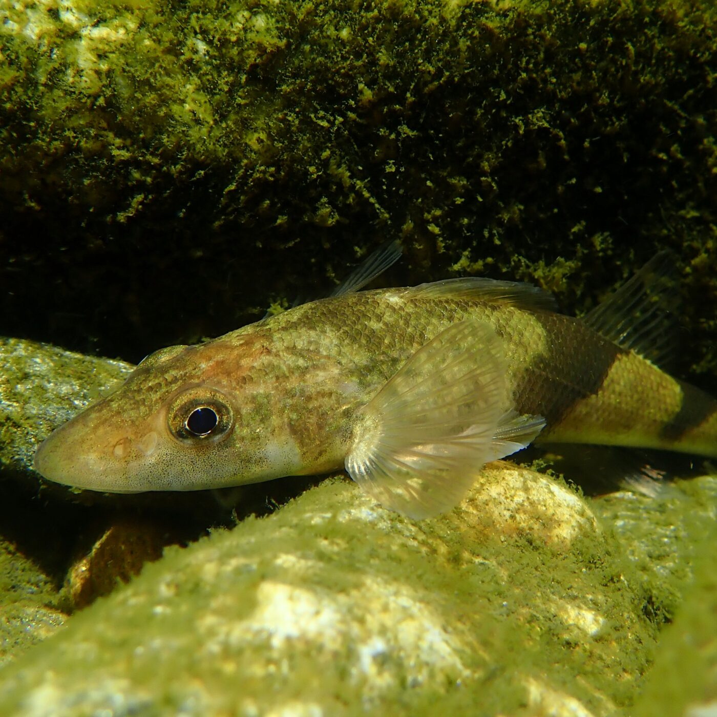 L'apron du Rhône, poisson emblème de la biodiversité en Drôme et Ardèche episode artwork
