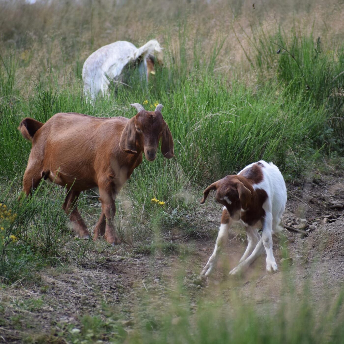Espèces invasives, photosynthèse et musique