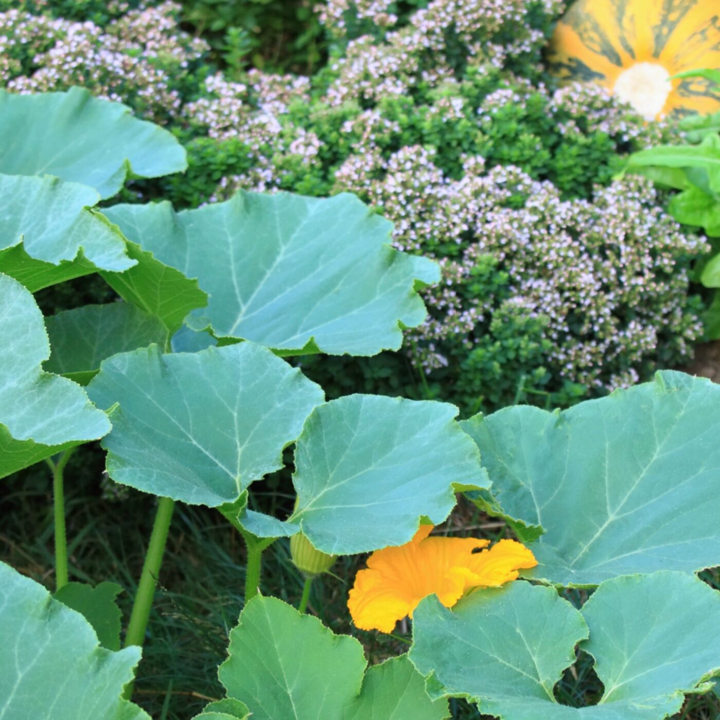 Commune planète (Isère)