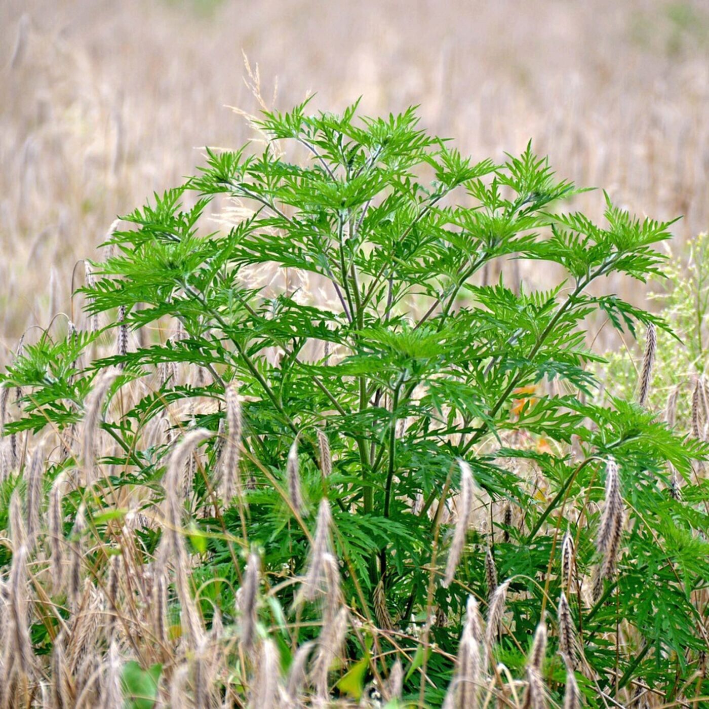 Cueillir, du potager à l\'assiette