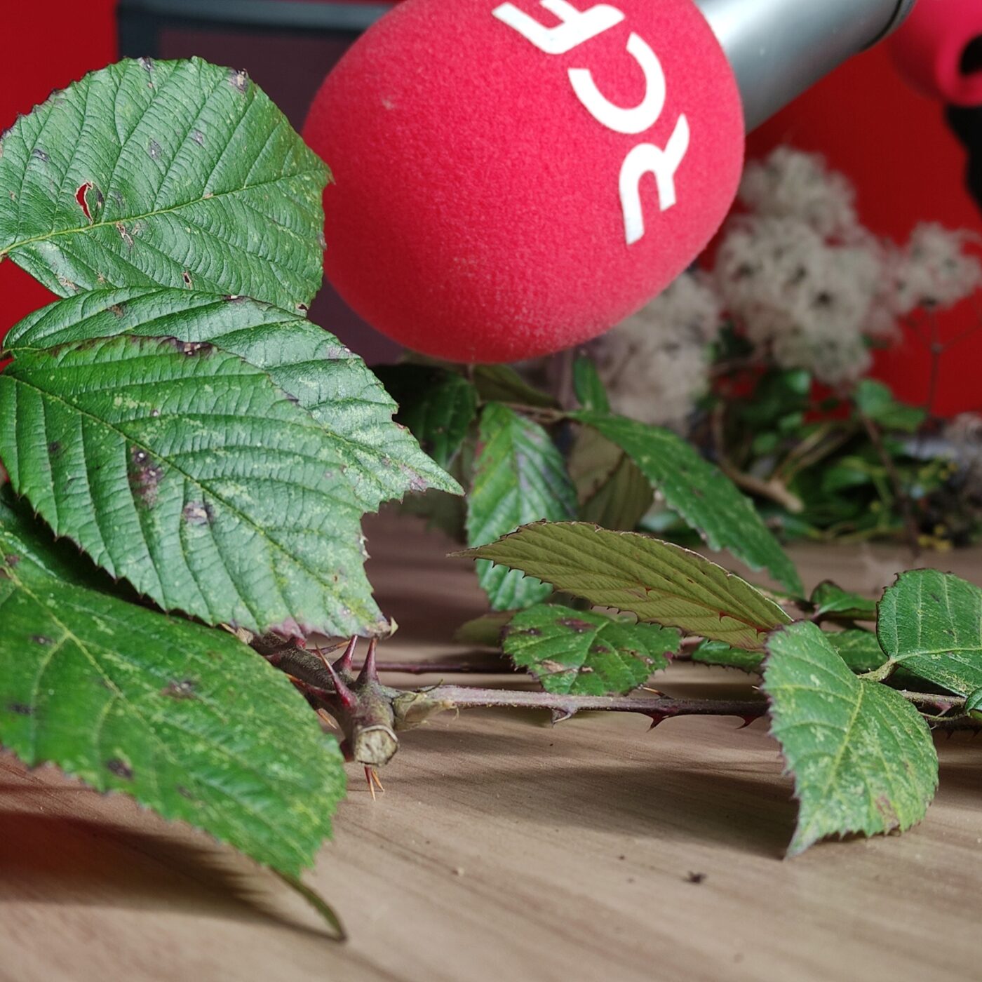 La chronique nature