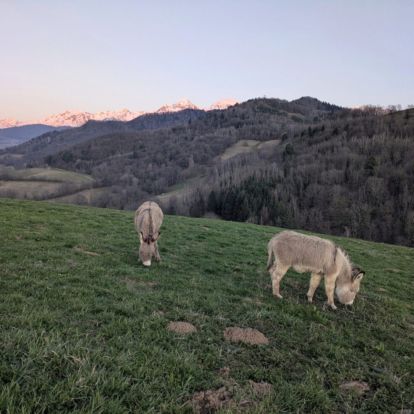 À travers la loi d'urgence agricole, deux visions de l'agriculture qui s'oppose episode artwork