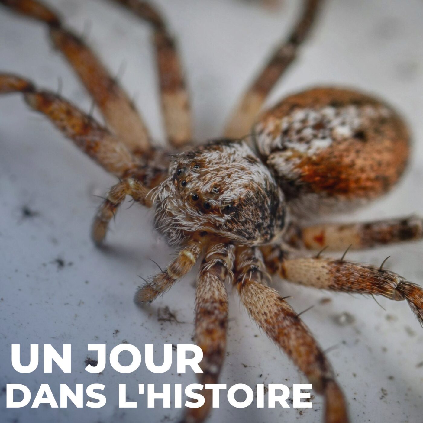 Peurs, mythes et réhabilitation de l’araignée
