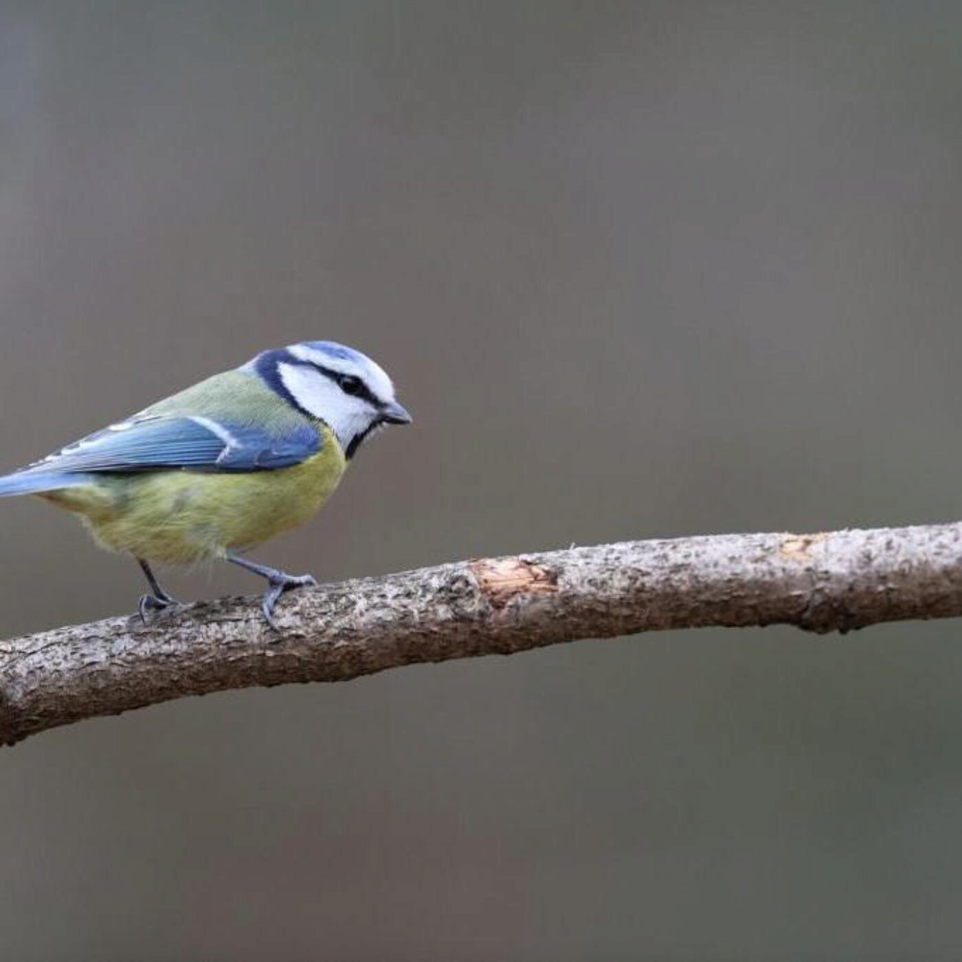 La leucémie, la mésange bleue et l'élixir de jouvence