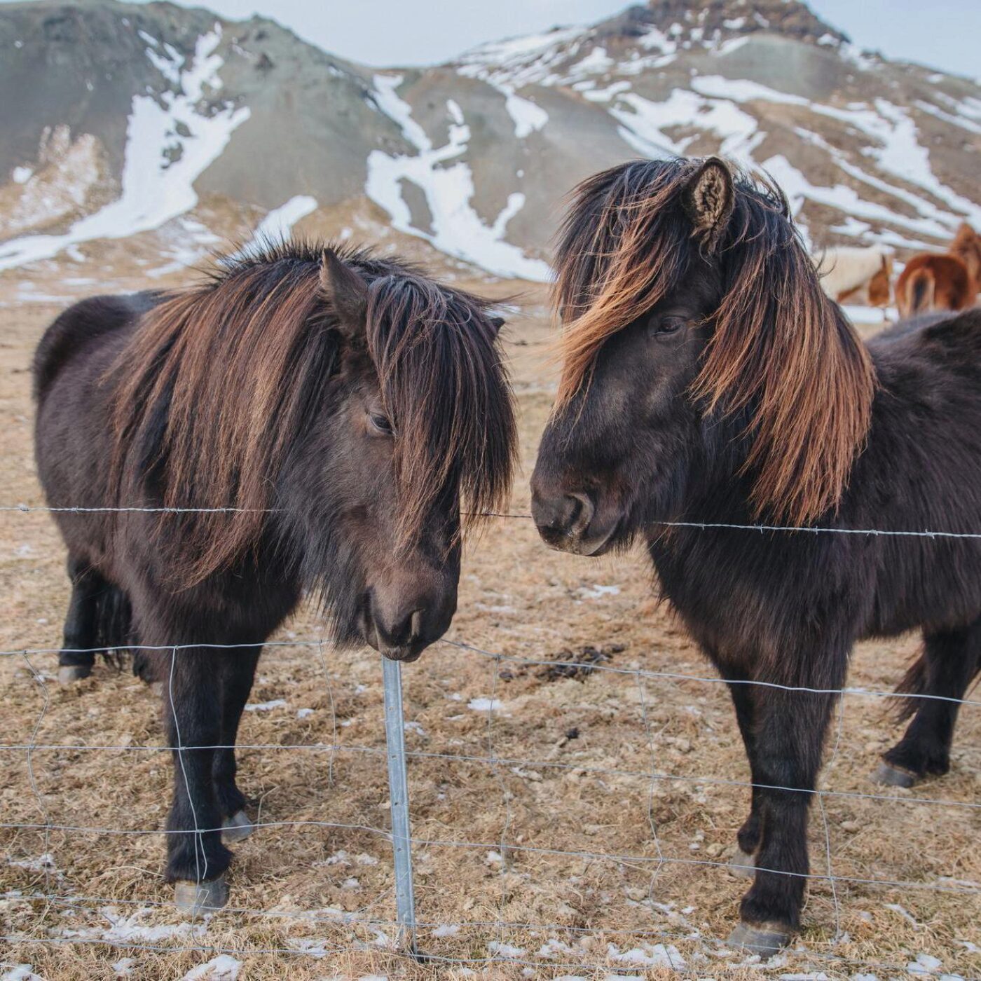 Langages, trace olfactive et physique