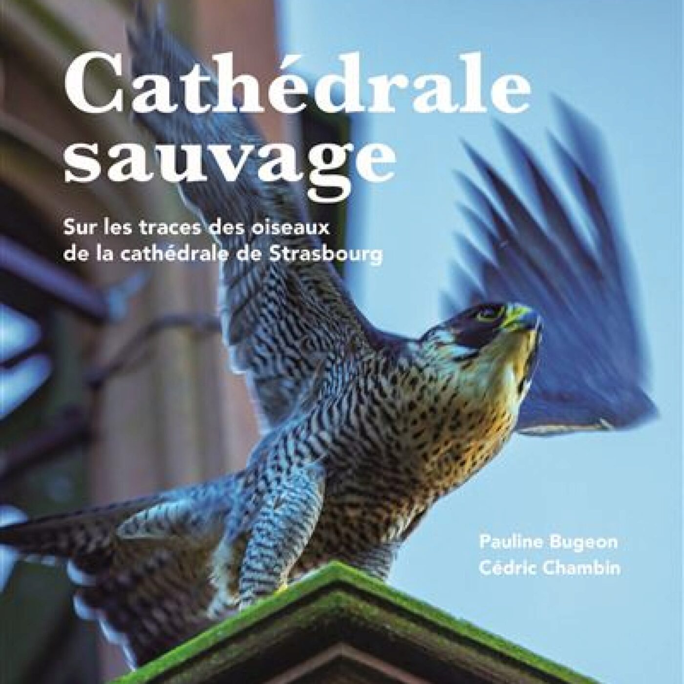 Cathédrale sauvage de Pauline Bugeon et Cedric Chambin episode artwork
