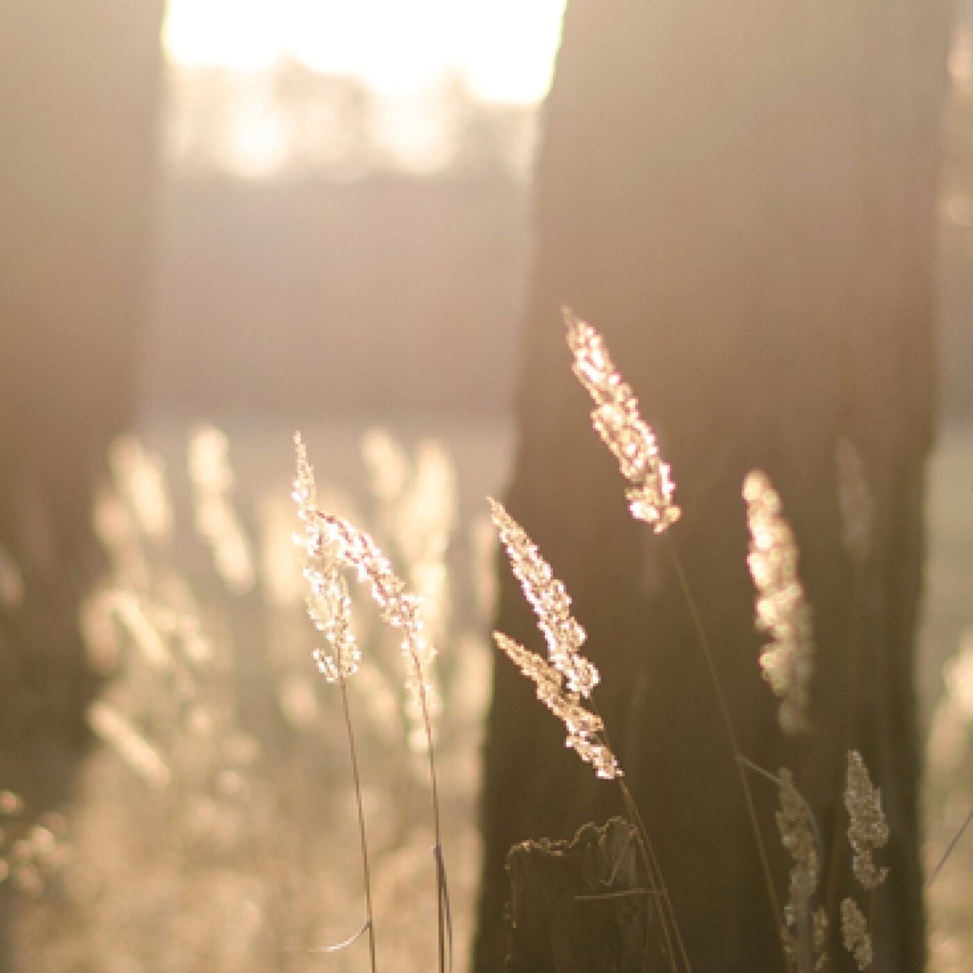 « Est-il permis, le jour du sabbat, de sauver une vie ou de tuer ? »(Mc 3, 1-6)