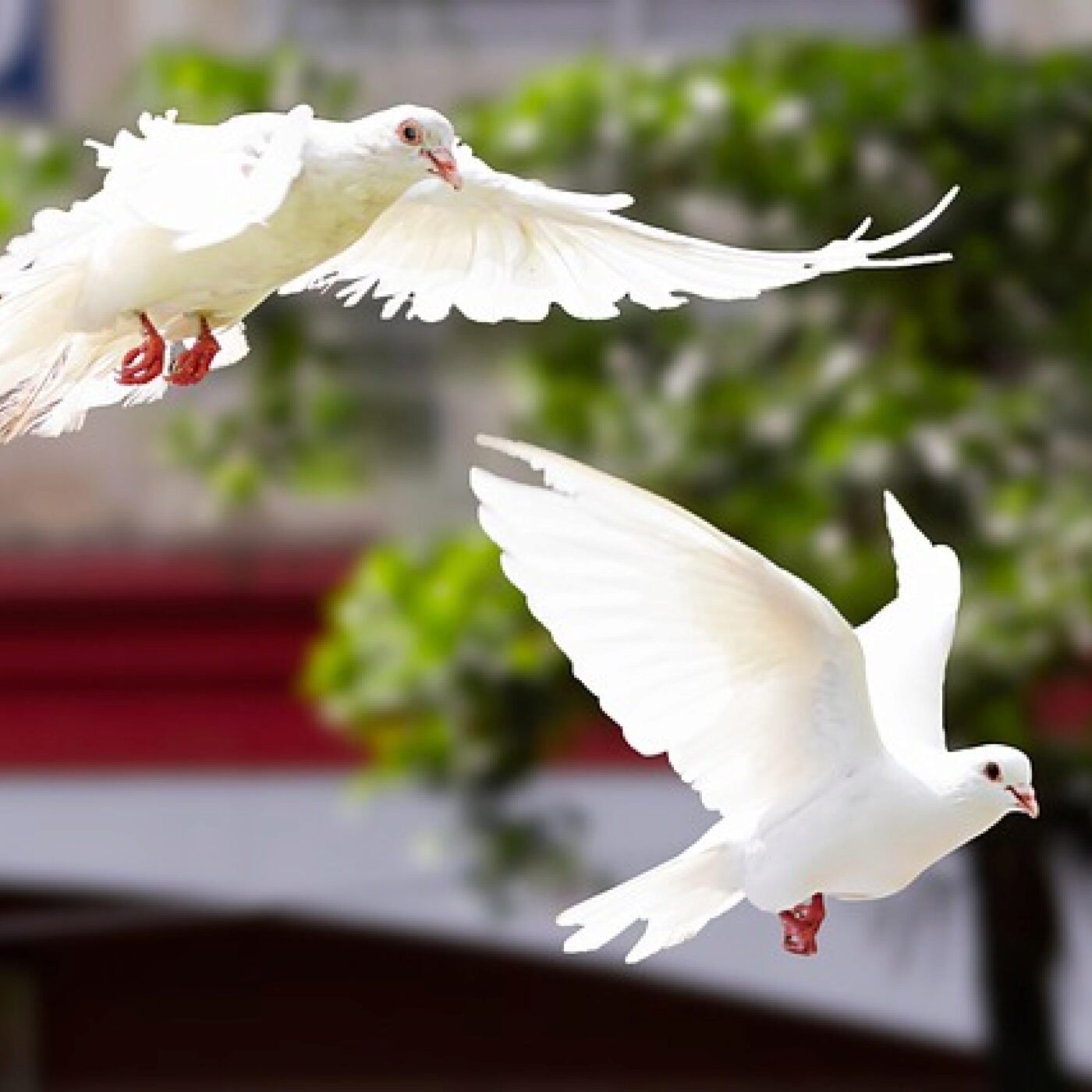 Le Téléphone du dimanche