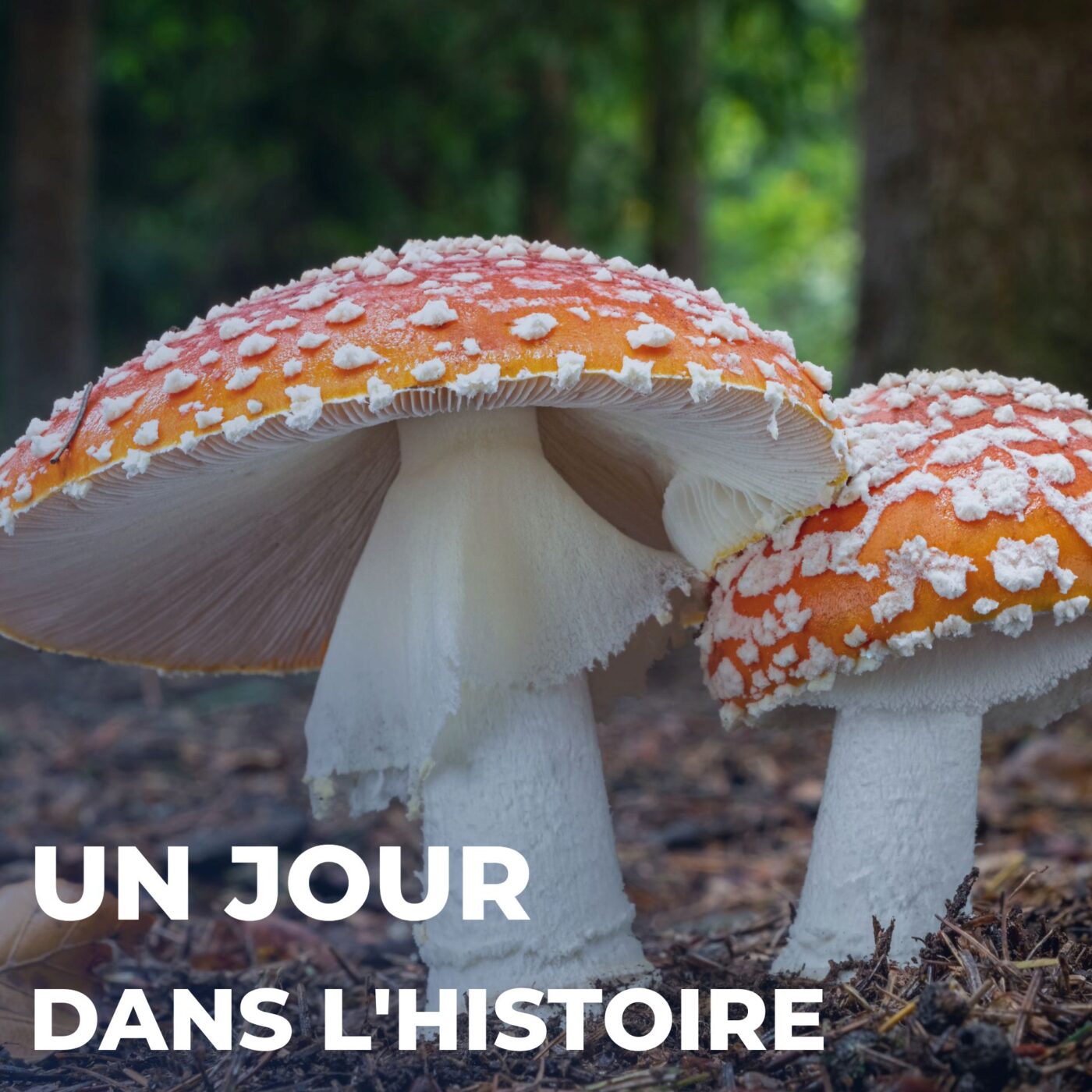 Des champignons pour l'histoire et pour notre avenir