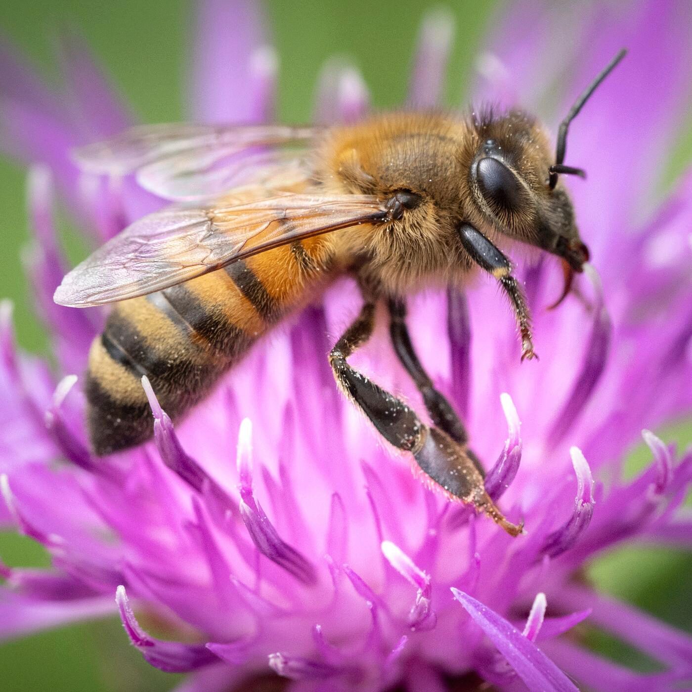 Environnement: quand les abeilles deviennent des "citoyennes"