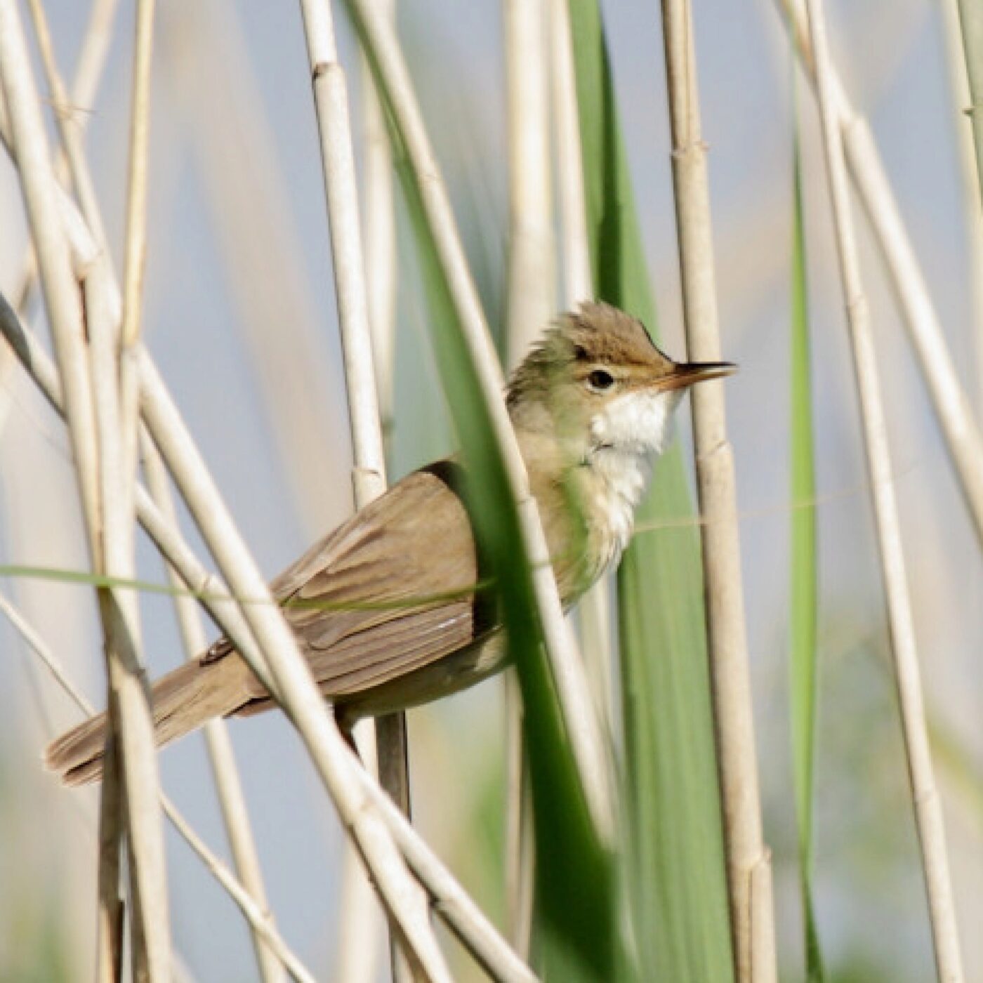 Curieux de nature