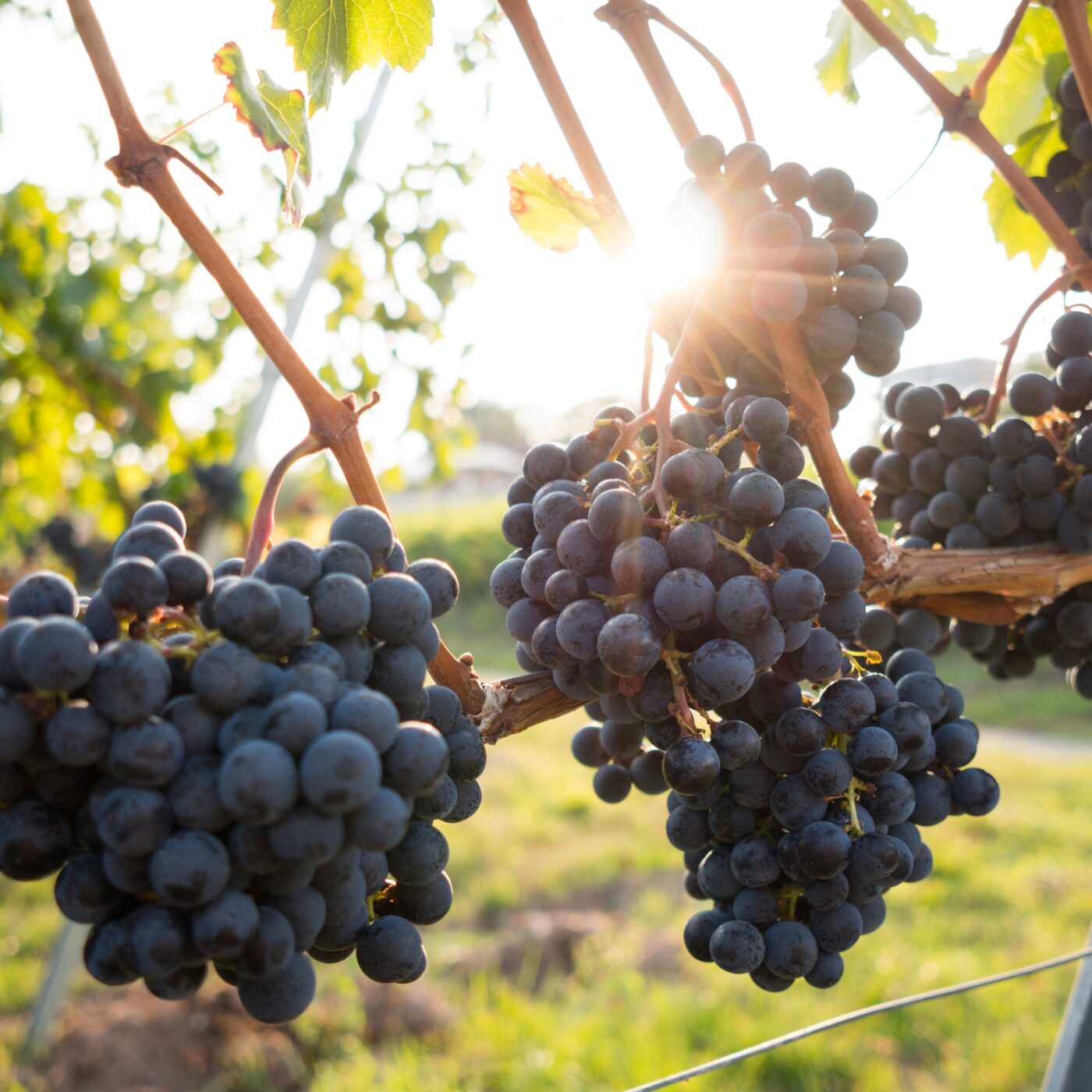 Des vendanges historiquement tôt pour les vins du Beaujolais  episode artwork