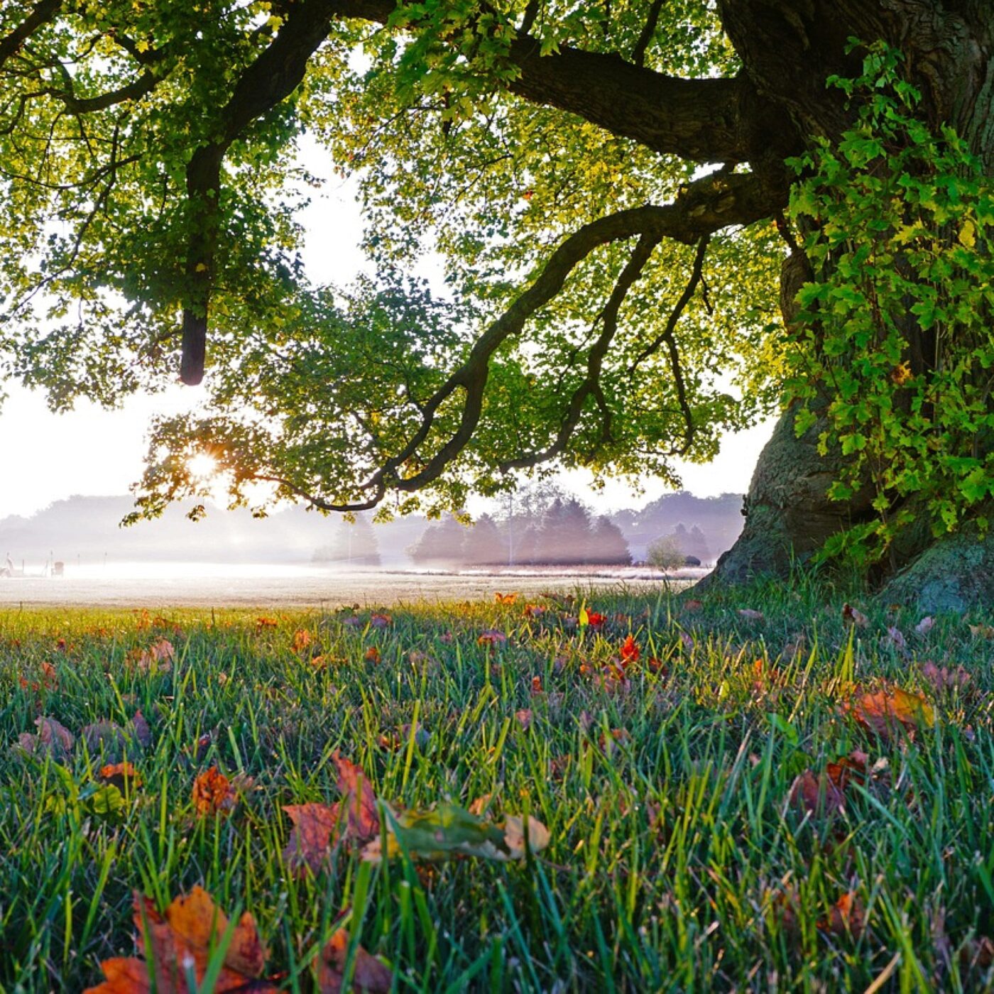 "Les arbres du futur" : comment adapter nos forêts à la sécheresse ? episode artwork