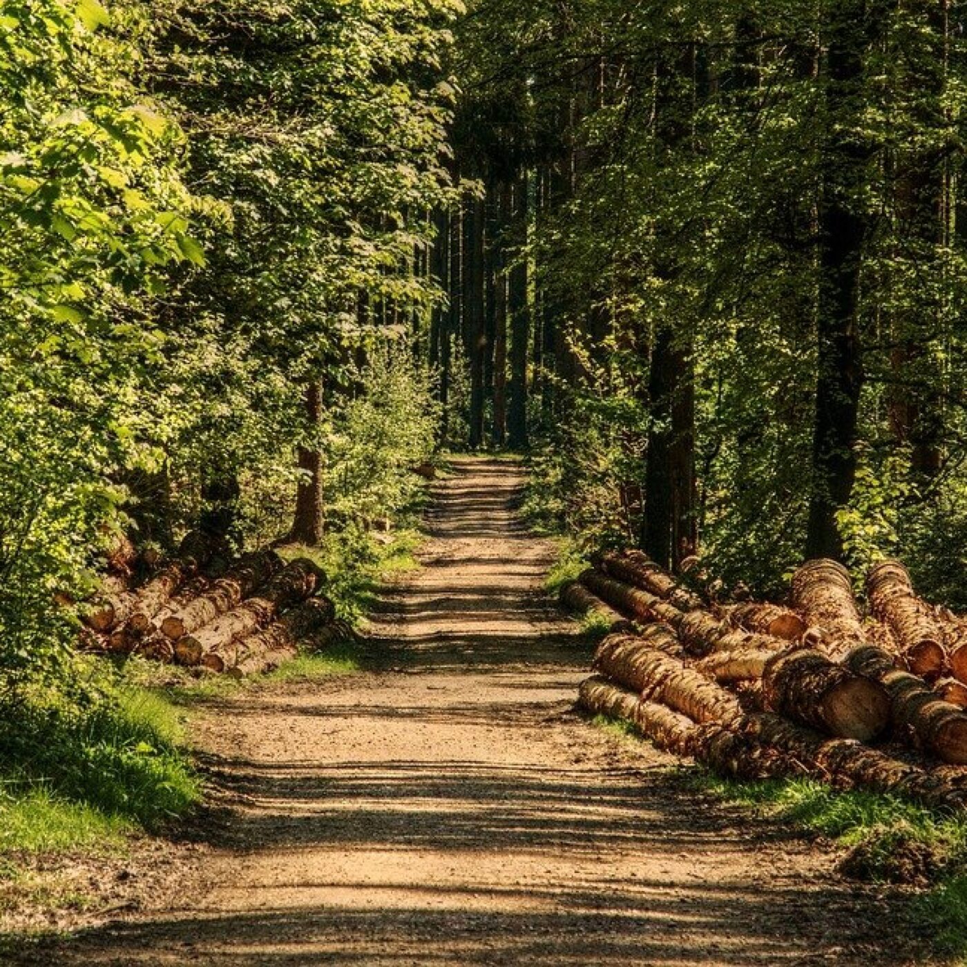Elaboration d'une Charte Forestière de Territoire en Vendée episode artwork