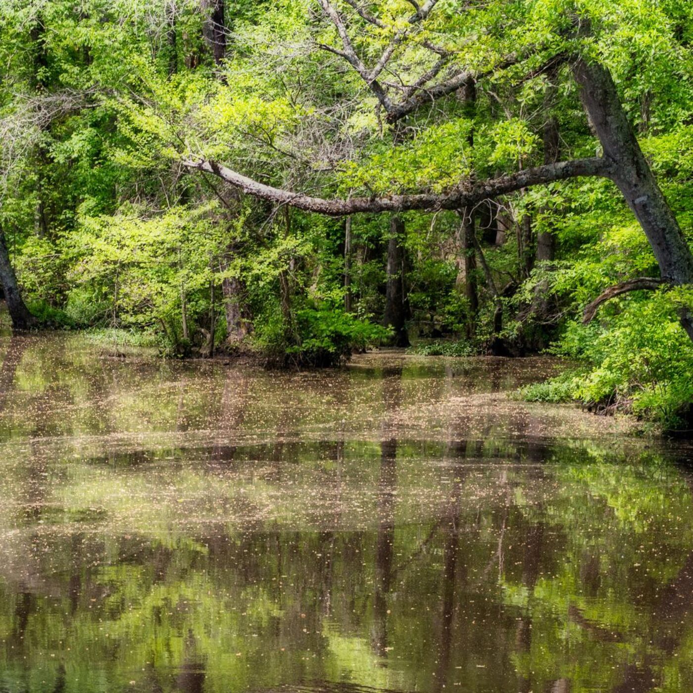 Zones humides et Florin Kunz