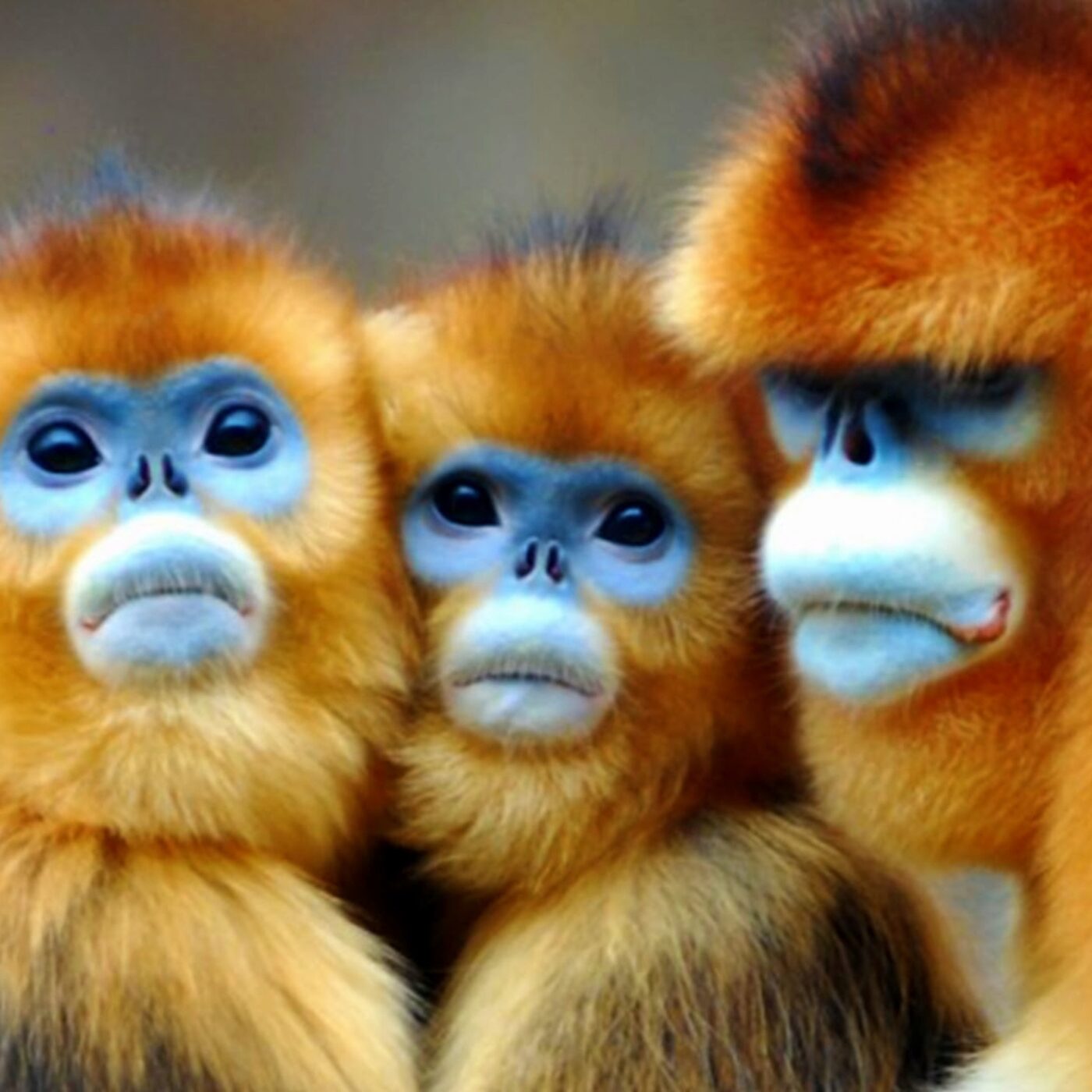 Koala, Panda, Singe doré : le Zoo de Beauval réserve des surprises pour 2025 episode artwork