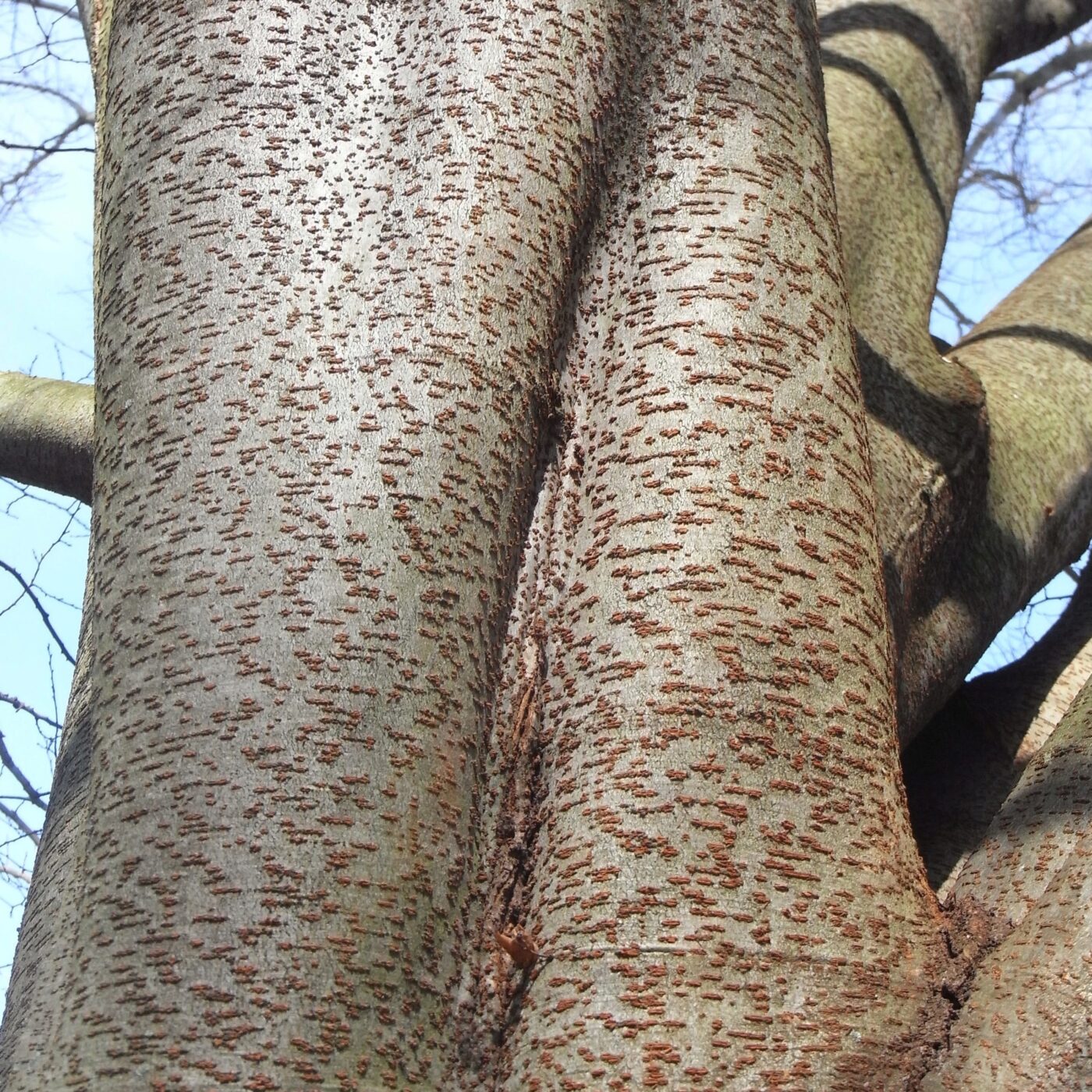 Naturellement