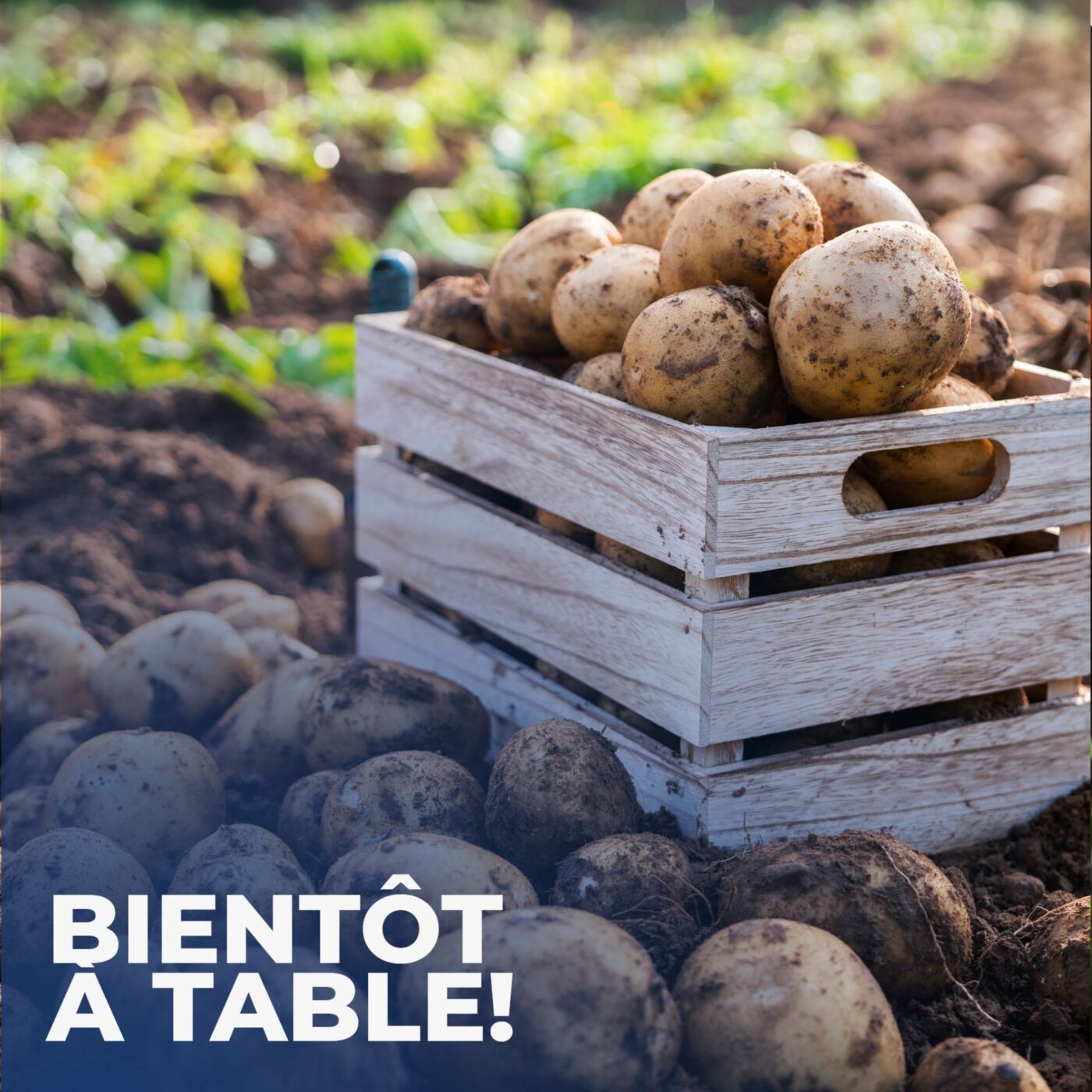 La patate n'a plus la frite!