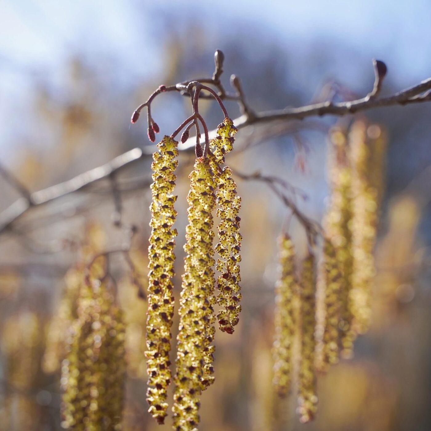 L\'invité de la rédaction (JURA)