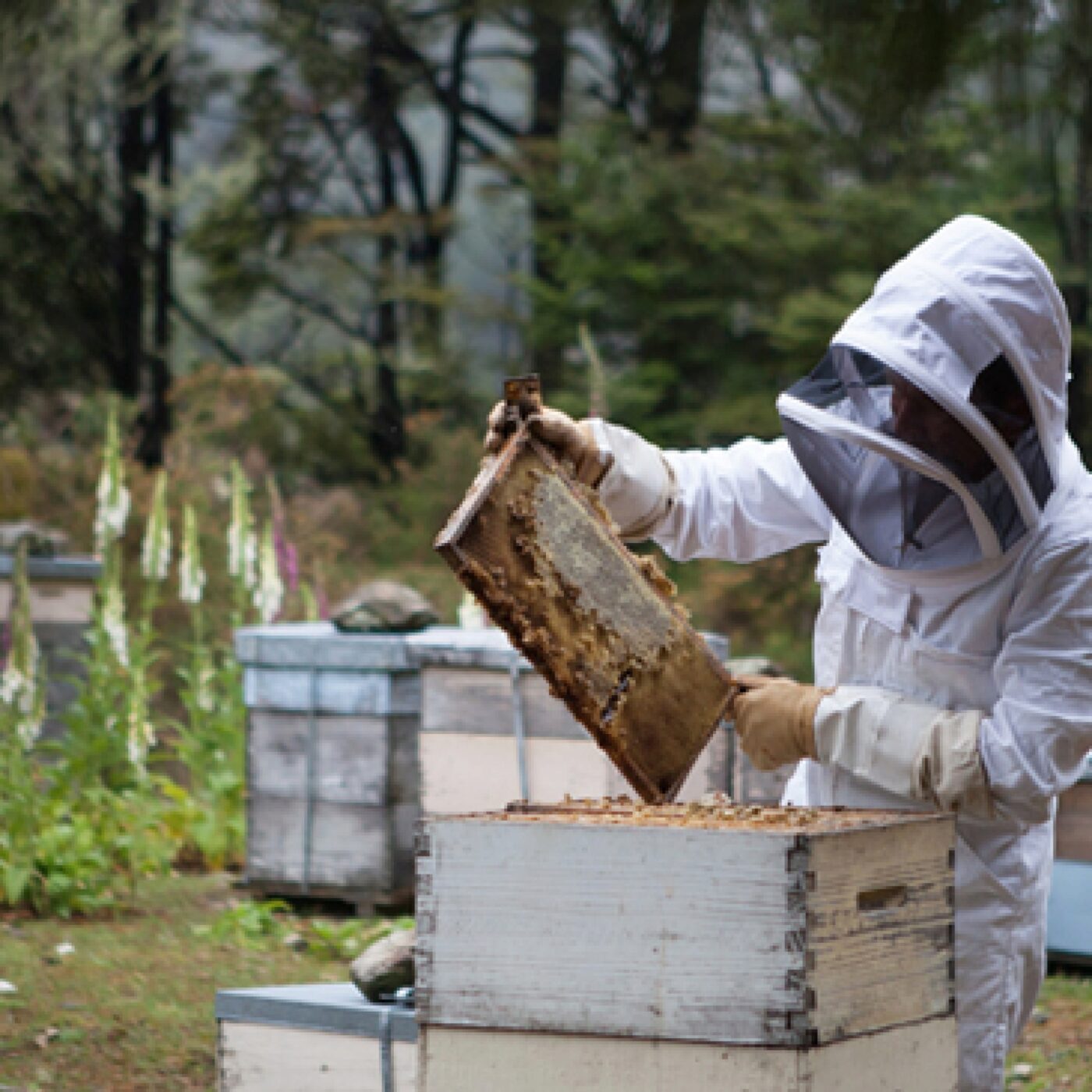 Se tourner vers l'apiculture, une reconversion professionnelle... et personnelle