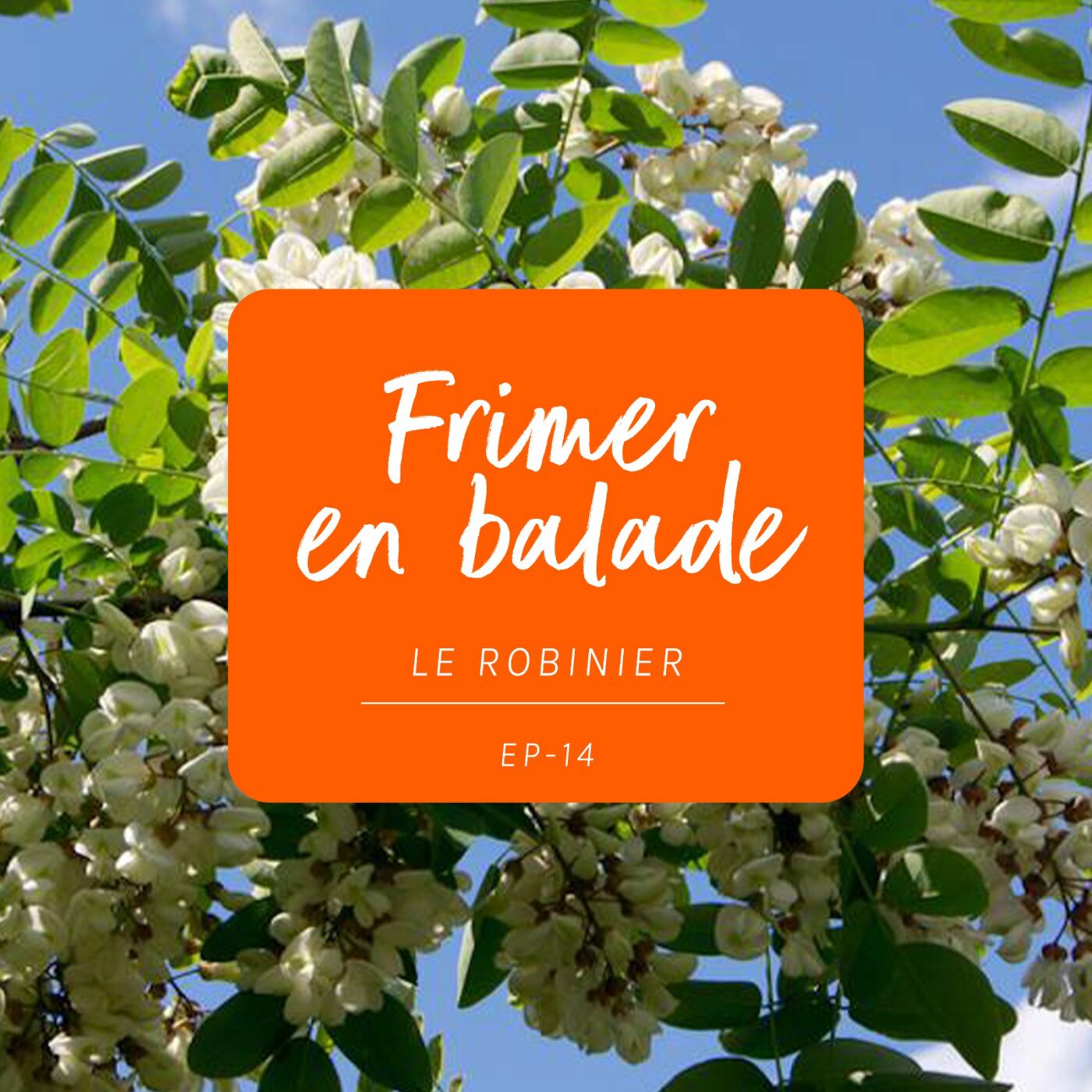 #14 - L’histoire du Robinier - Faux Acacia #14 - L’histoire du Robinier - Faux Acacia