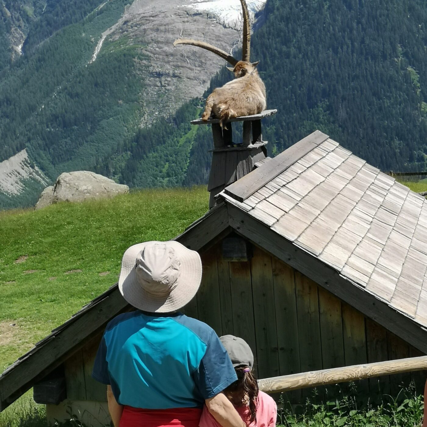 A la rencontre des bouquetins et des chamois, au Parc de Merlet ! episode artwork
